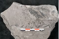 Foto (Detailansicht) von Neuropteris sp.  (NHMW-GEO-2024-0188-10698)